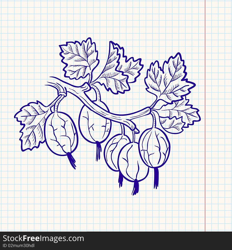 Doodle gooseberry, hand-drawn  illustration