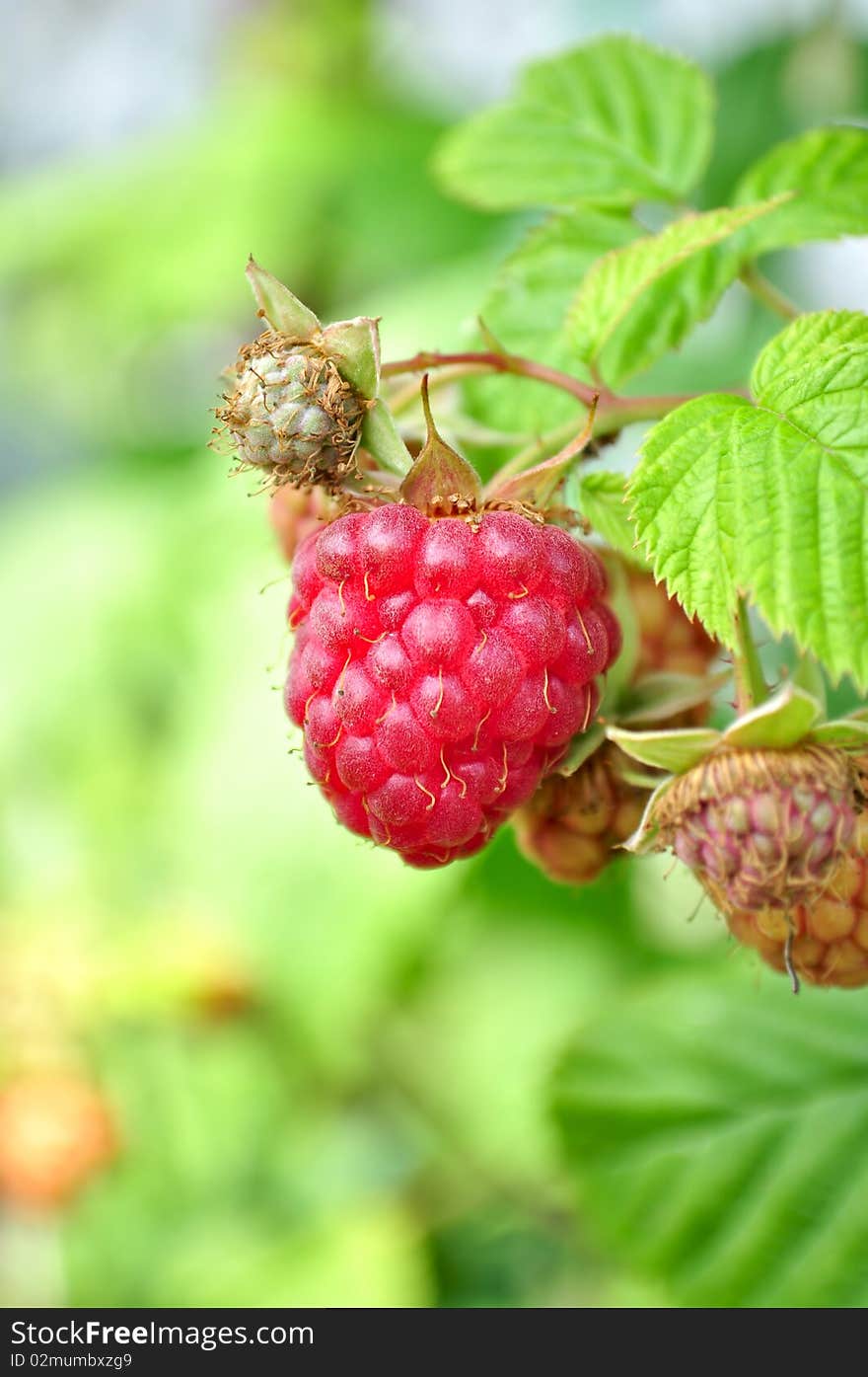 Ripe raspberries in the garden