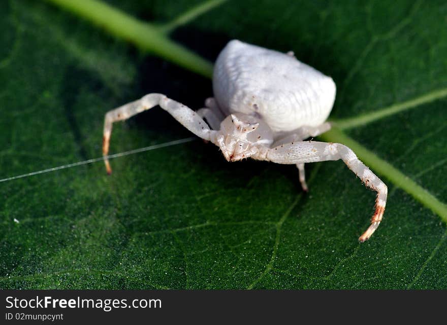 White spider