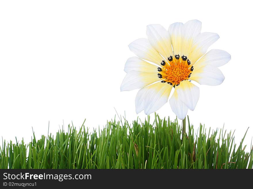 Flower with white-yellow petals in a grass on darkly white background.