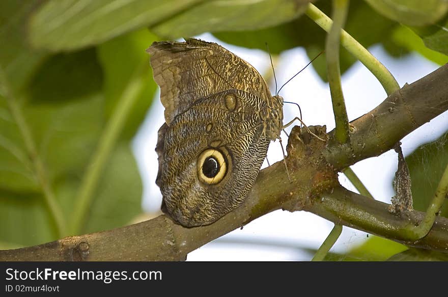 Colored butterfly on a branch