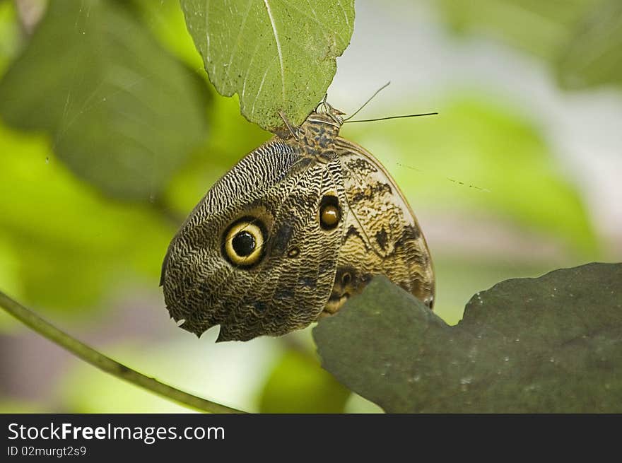 Colored beautiful butterfly among leaves