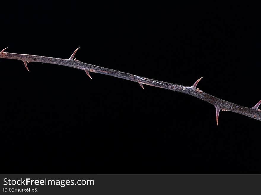 Branch of a plant with thorns on a black background, configuration taking into account text placing.