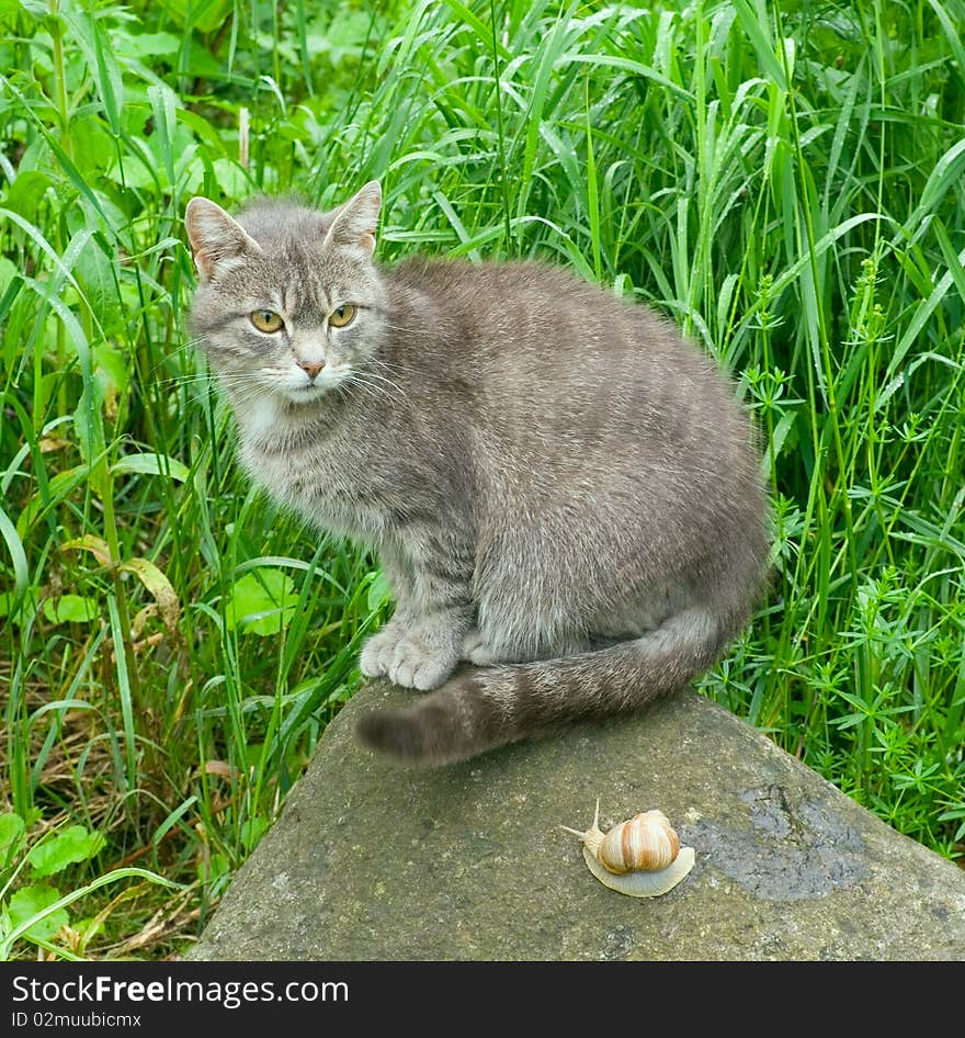 Cat And Snail.