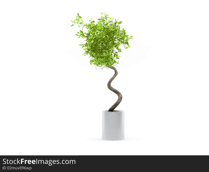 Small fresh decorative green tree isolated on white background