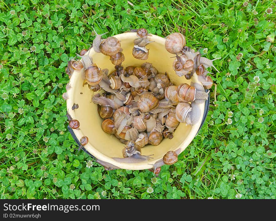 Snails In The Bucket.