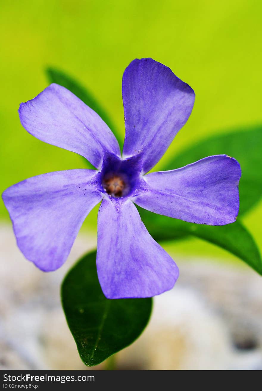 Periwinkle