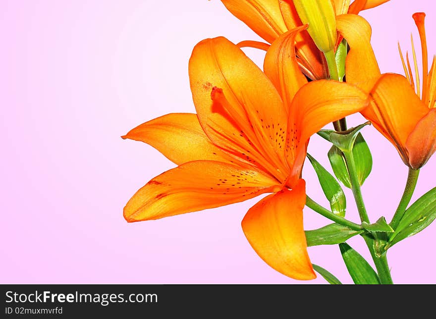 Beautiful flower lily