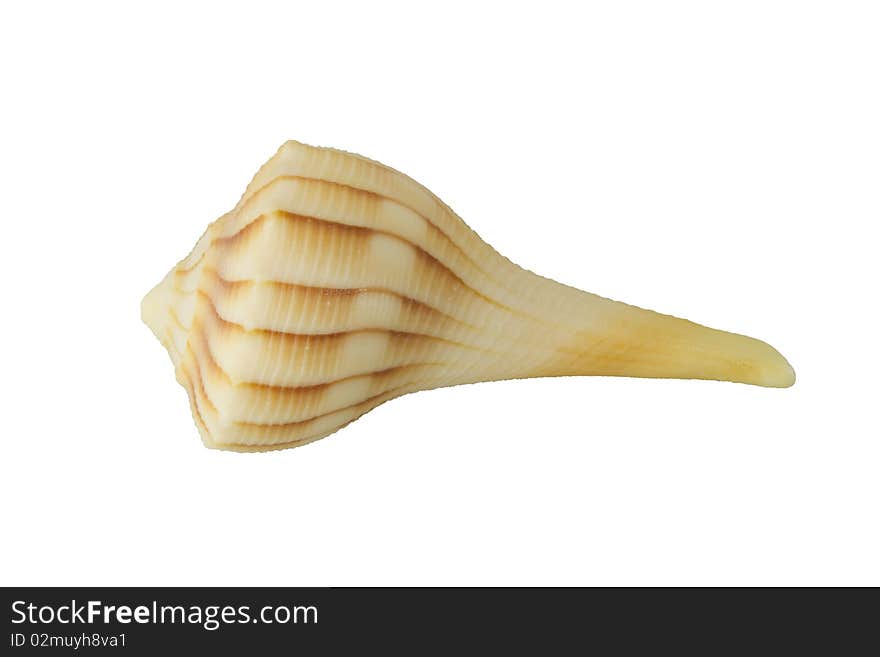 Sea shell isolated on white backgound with clipping path