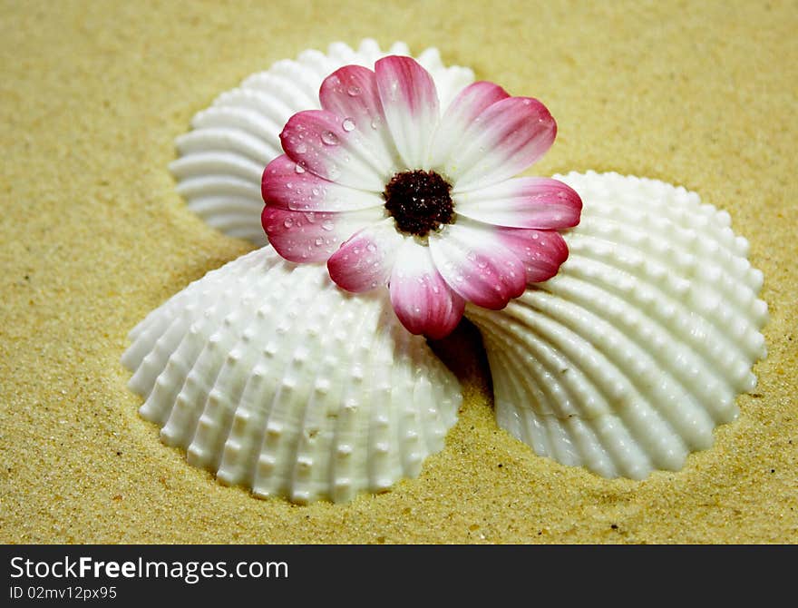 Shells and flower on a sandy beach