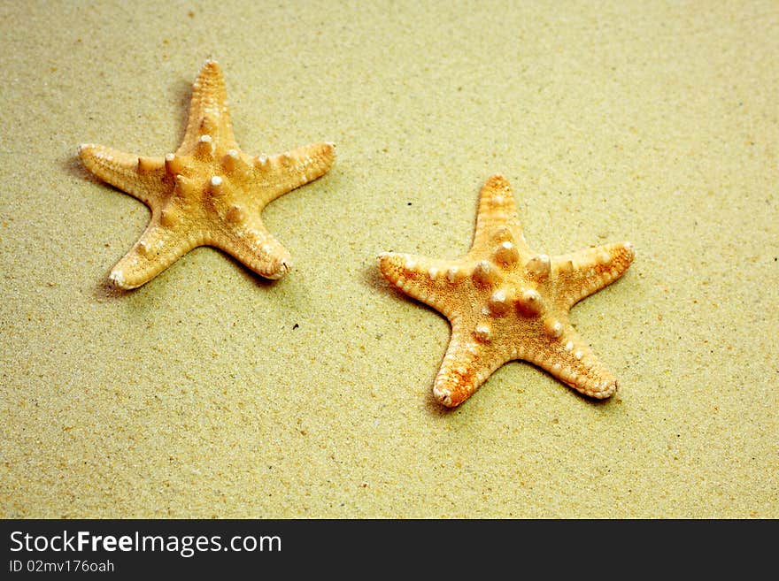 Two starfish on a sandy beach. Two starfish on a sandy beach