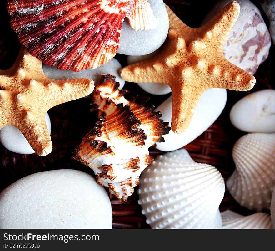 Assorted Seashells