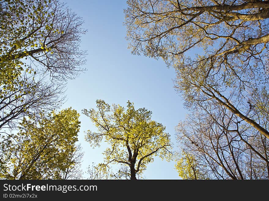 Crown Of Tree With Colorful Leaves