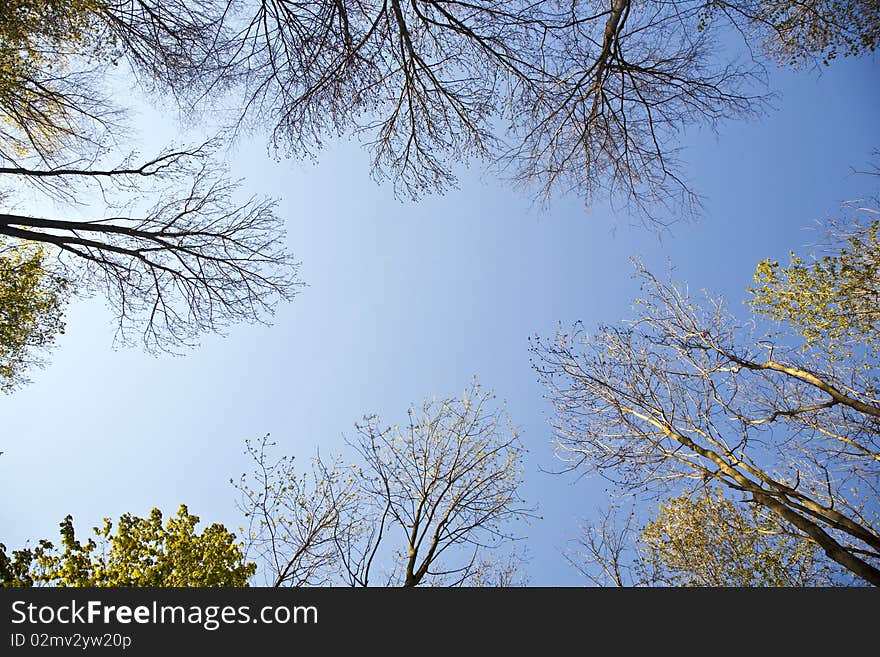 Crown of tree with colorful leaves and blue sky