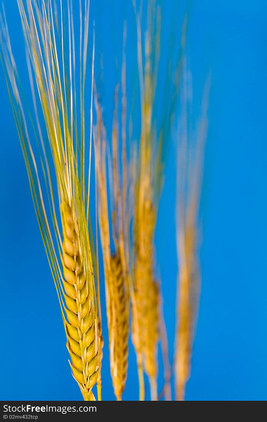 Wheat in the summer and blue sky.