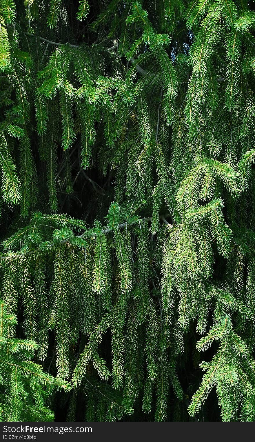 Spruce Tree