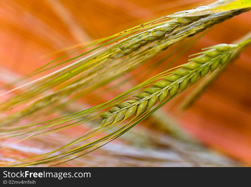 Green Grain Ready For Harvest Growing In A Farm Fi