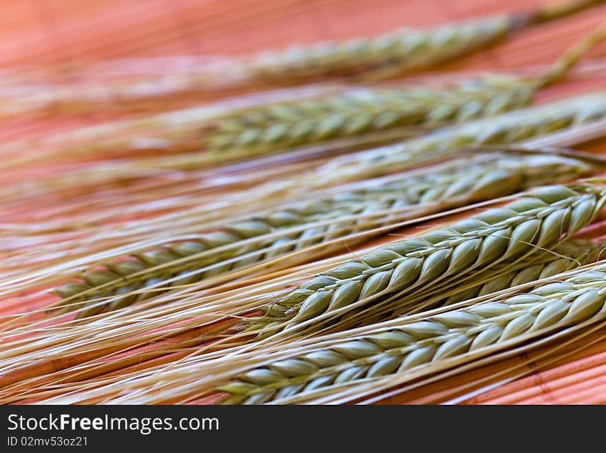 Green grain ready for harvest growing in a farm fi