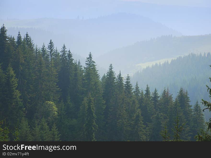 Beautiful mountain pine forest in fog. Beautiful mountain pine forest in fog