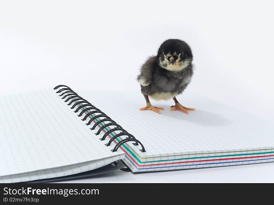 Small chicken and a notebook.