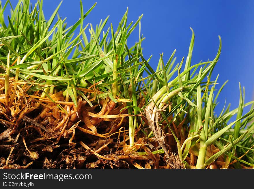 Surface level view of a growing grass. Surface level view of a growing grass.