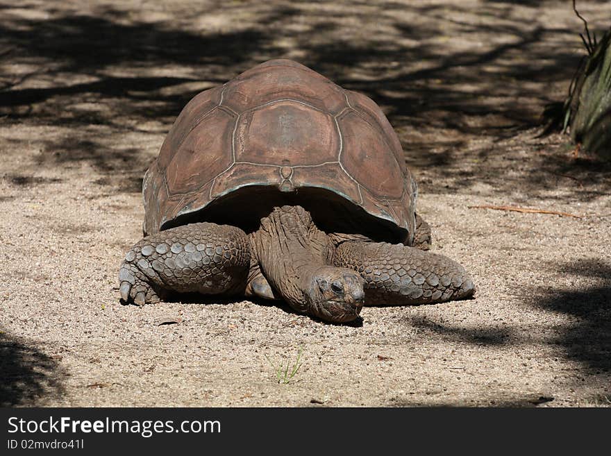 Huge aldabra tortoise on the gravel. Huge aldabra tortoise on the gravel