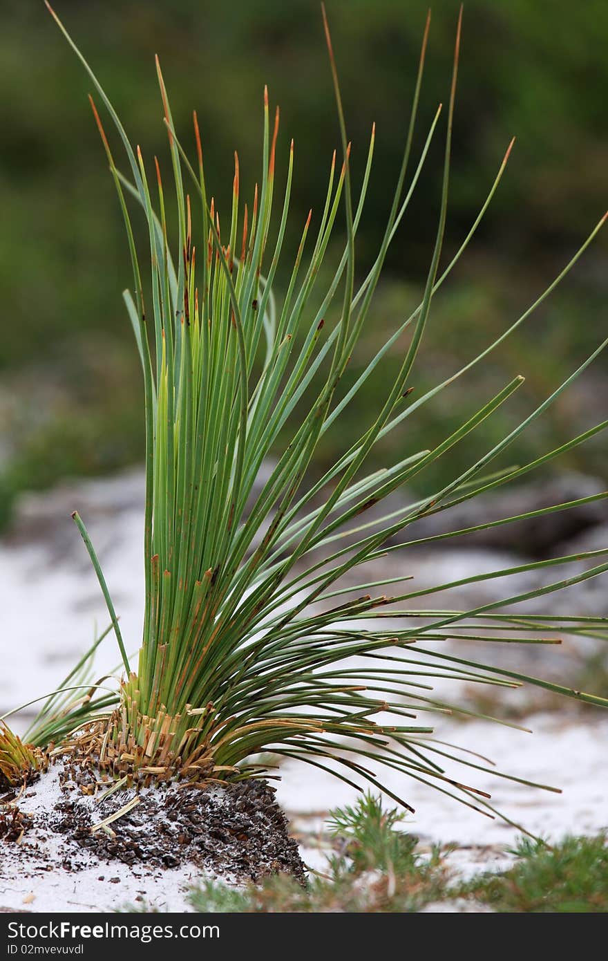 Long Leaves Grass