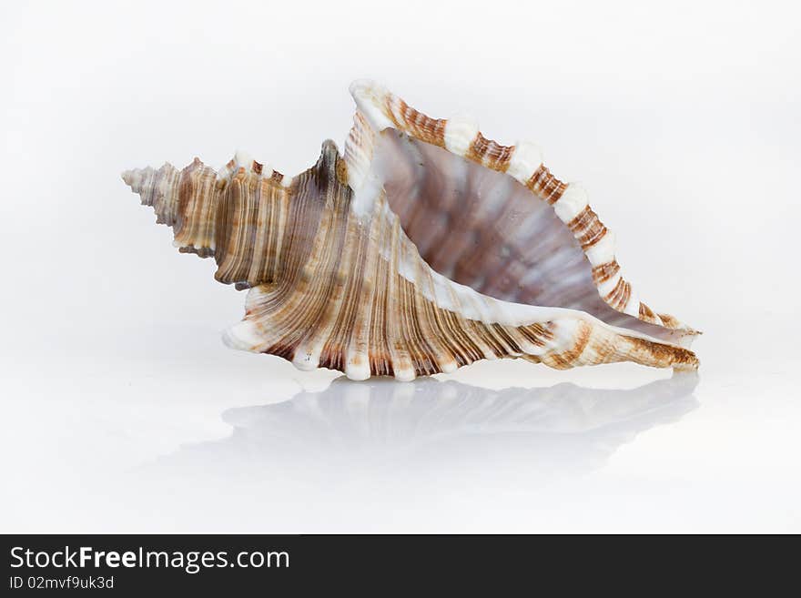 Seashell on white background. Studio shot