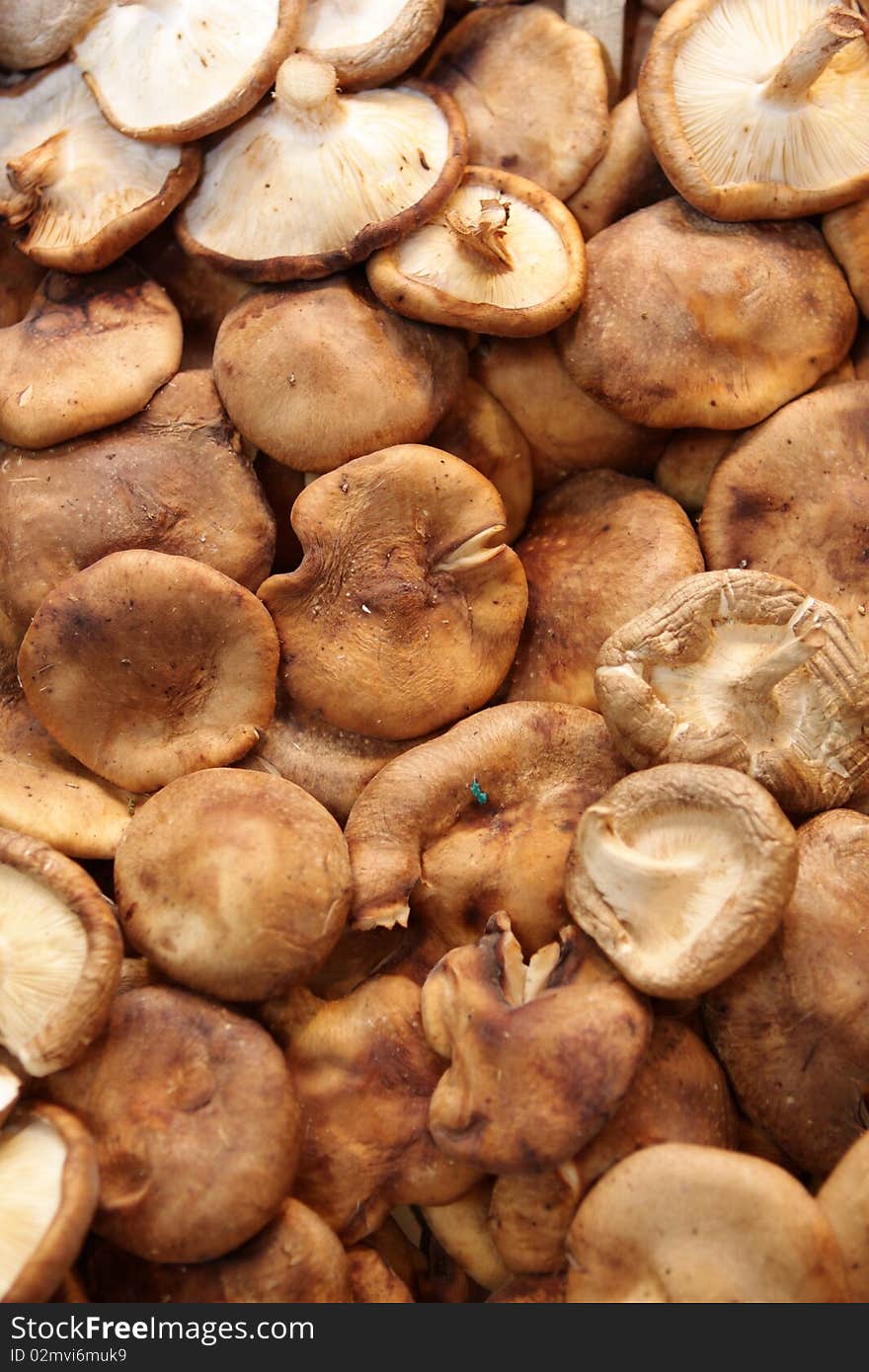 Fresh mushrooms at the market