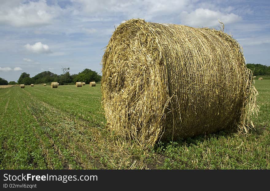 Rolls of straw in the field on a sunny day. Rolls of straw in the field on a sunny day.