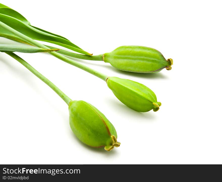 Poppy heads isolated on a white background