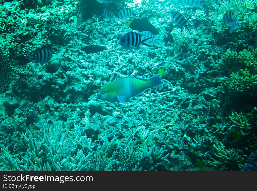 Unforgettable underwater landscape of Red sea.