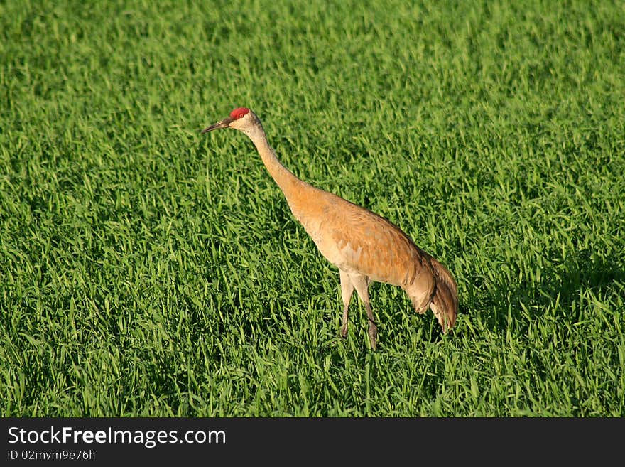 A Sandhill Crane feeding on plants on a farm near Baudette, Minnesota.