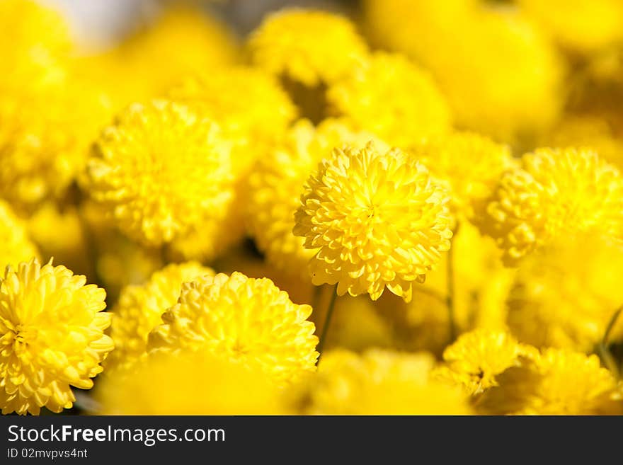 Close up of chrysanthemum in the wild