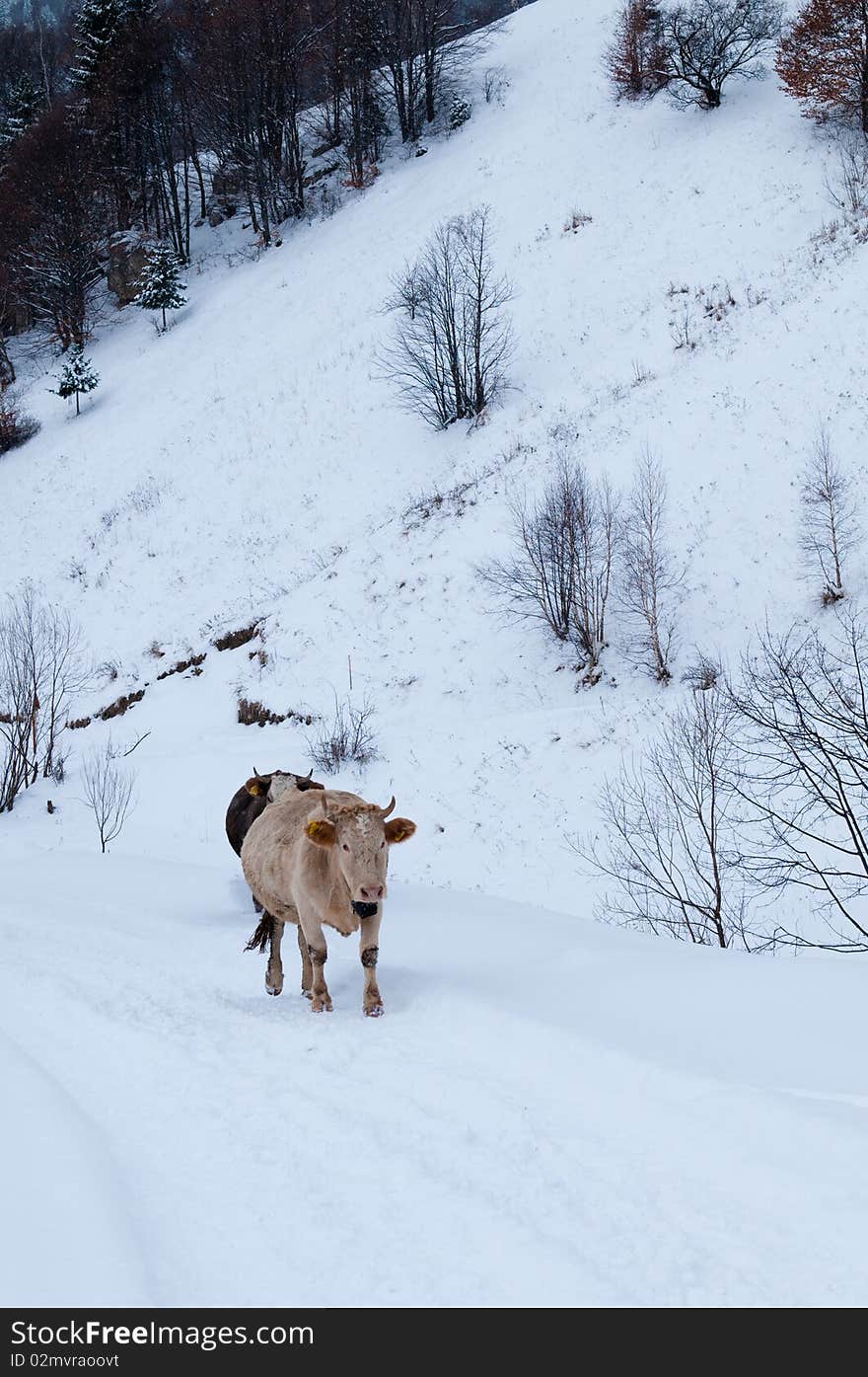 Cows of the Mountains in Winter Landscape