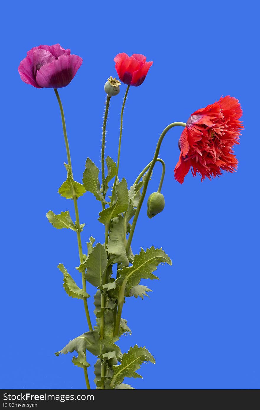 Three red and pink Poppies on a blue background. Three red and pink Poppies on a blue background