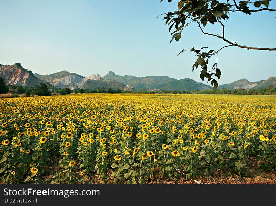 Sunflower field