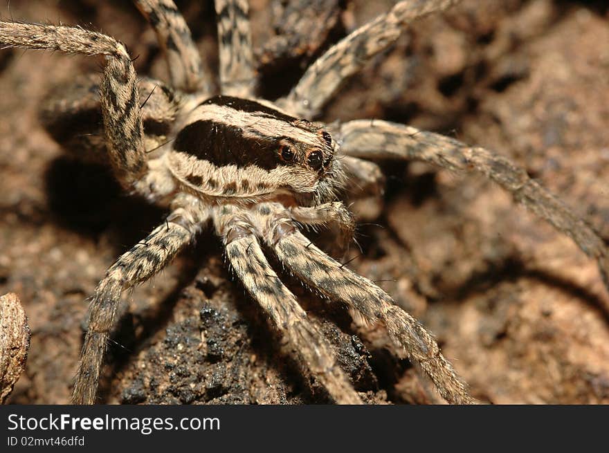 Wolf Spider