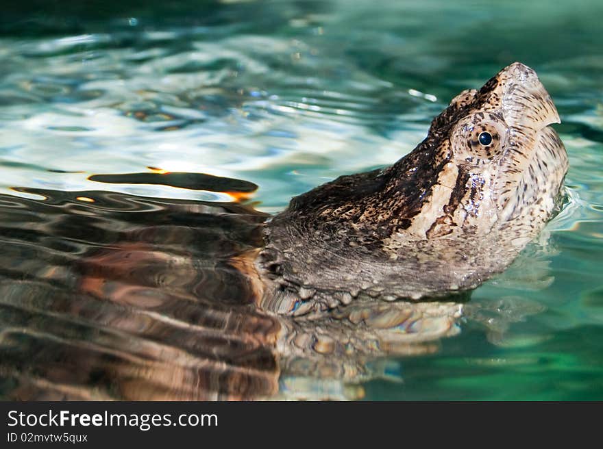 Aligator Snapping Turtle (Macrochelys temminckii) Portrait. Aligator Snapping Turtle (Macrochelys temminckii) Portrait