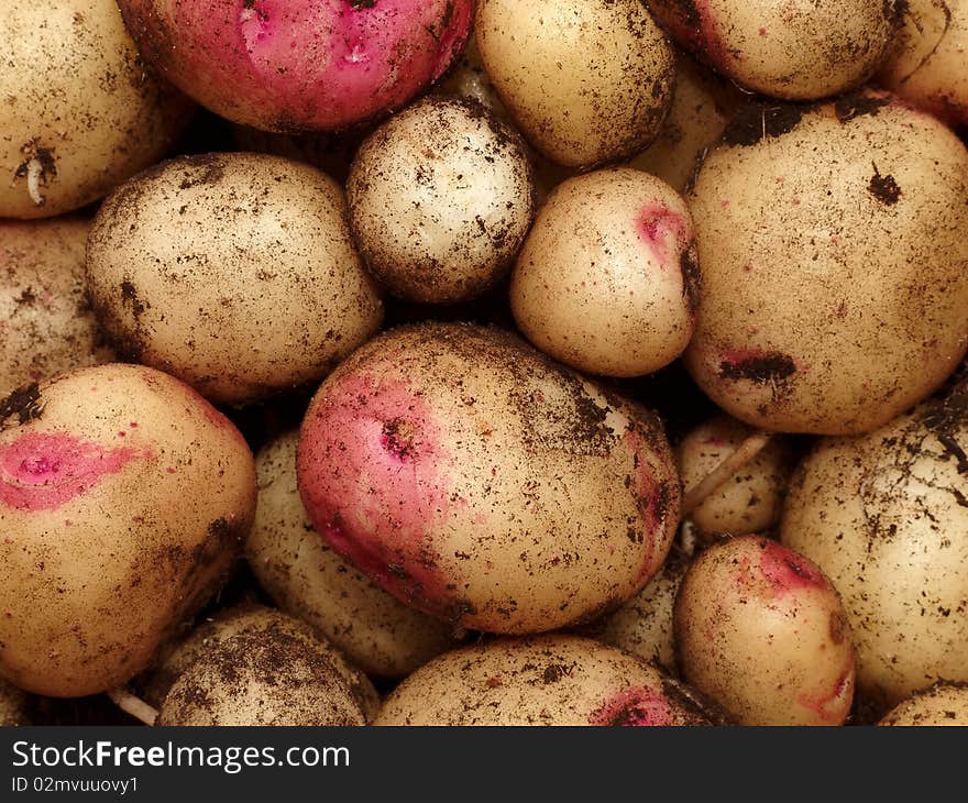 A selection of freshly dug potatoes in close-up. A selection of freshly dug potatoes in close-up