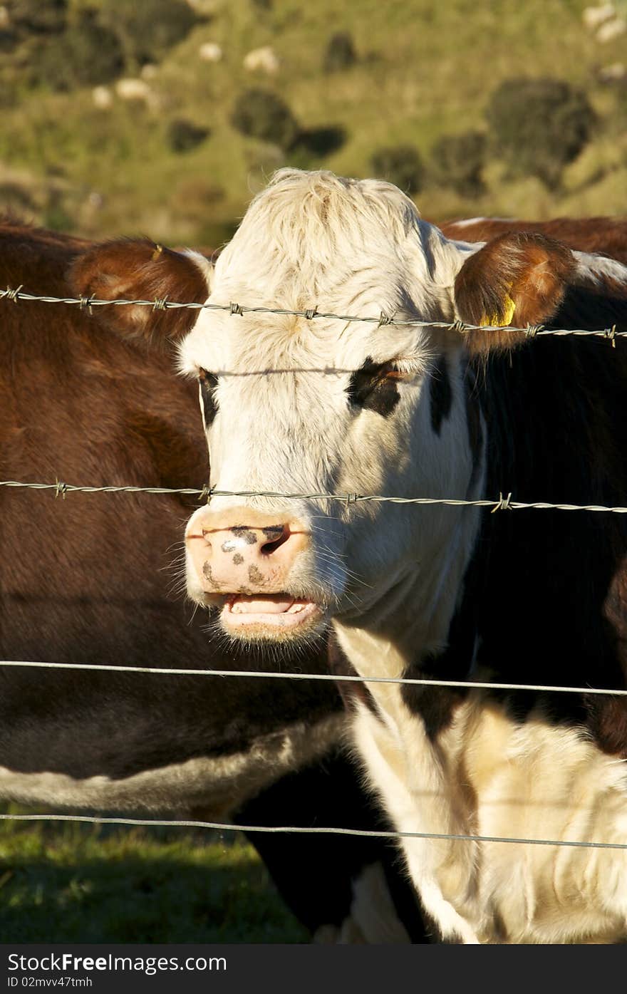 Brown Cow