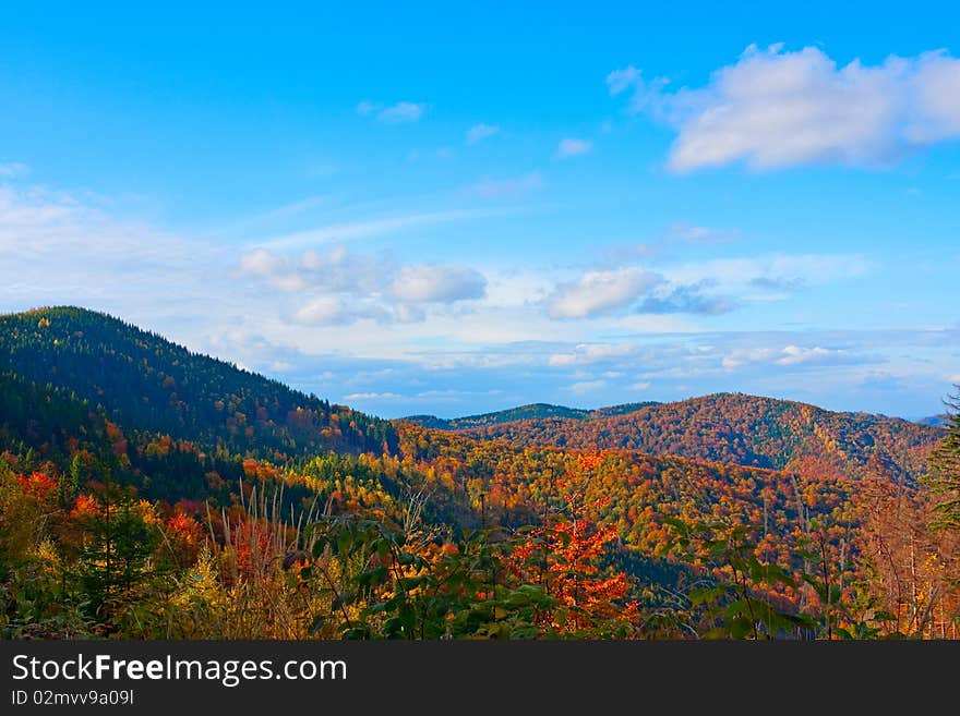 Scenic view of forest on mountainside with cloudscape in background. Scenic view of forest on mountainside with cloudscape in background