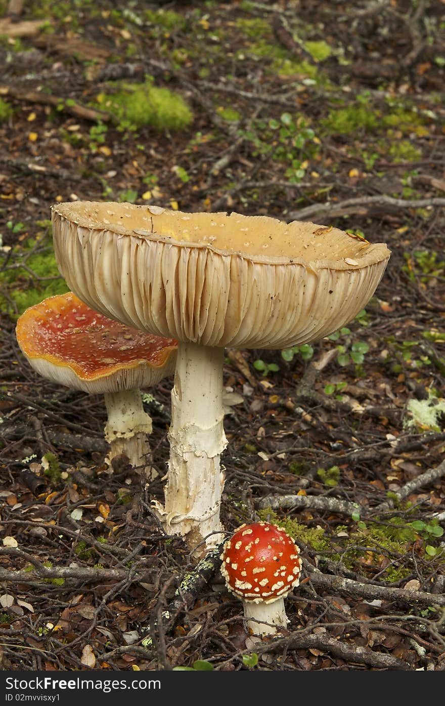 Orange Fungi