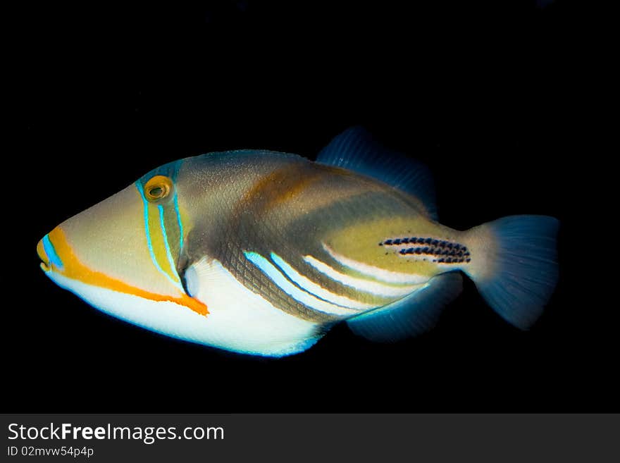 Picasso Triggerfish in Aquariu, against black background. Picasso Triggerfish in Aquariu, against black background