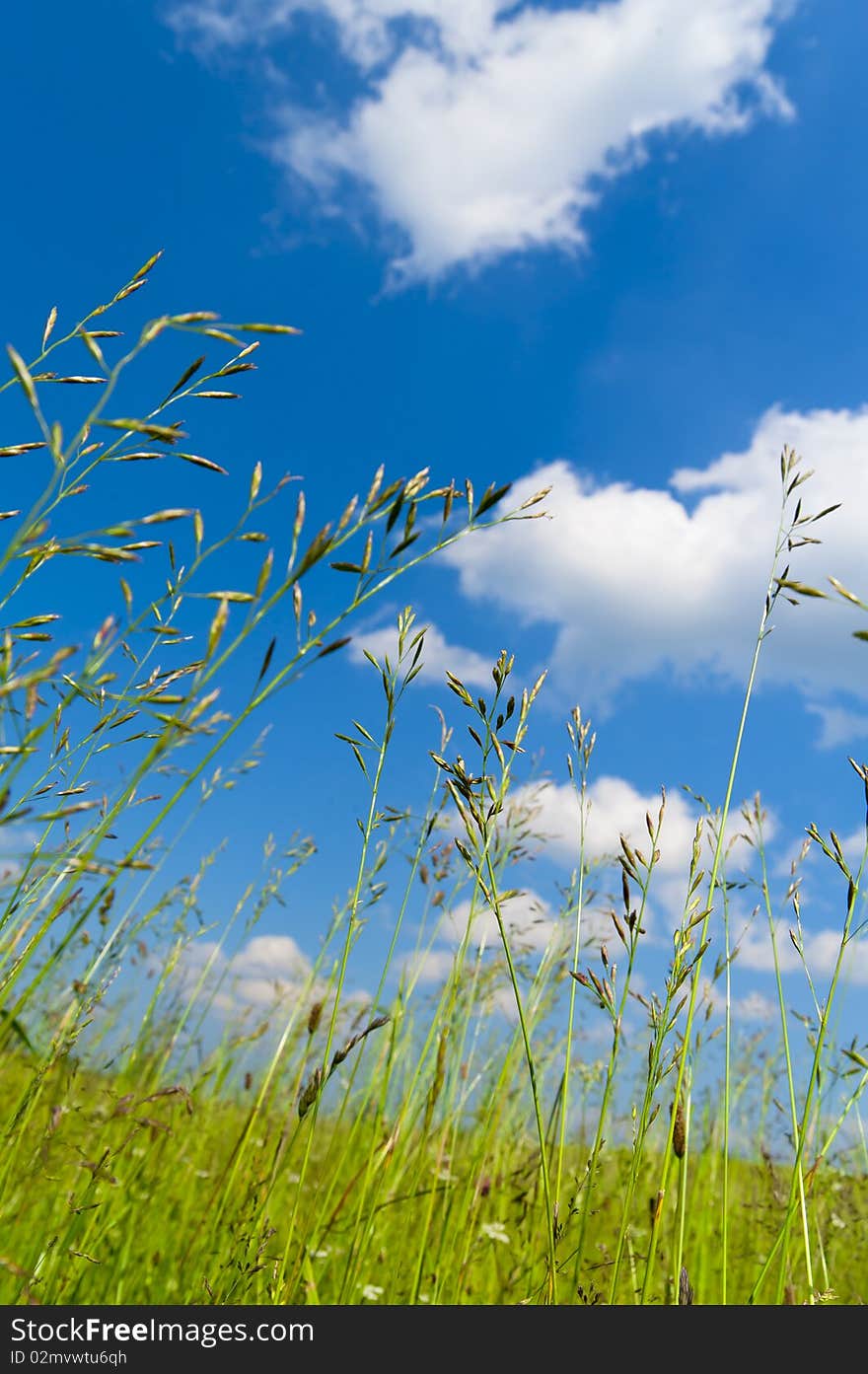 This photo shows the grass and sky