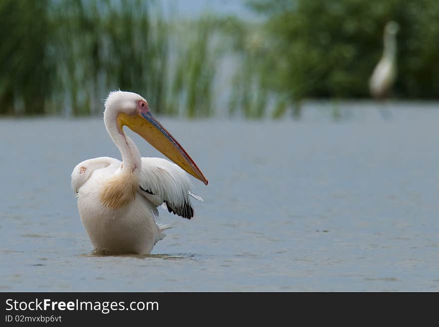 Great White Pelican Preening