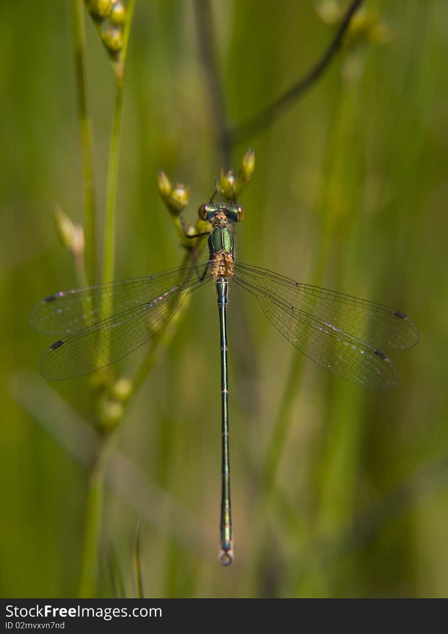 Macro photography of green dragonfly with very nice wings.