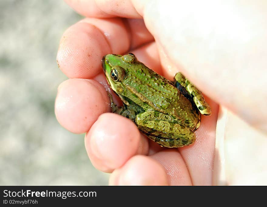 Frog In Hand