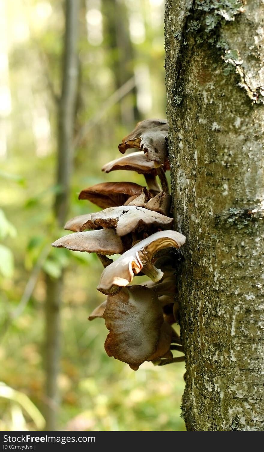 Mushroom a honey agaric growing on a tree