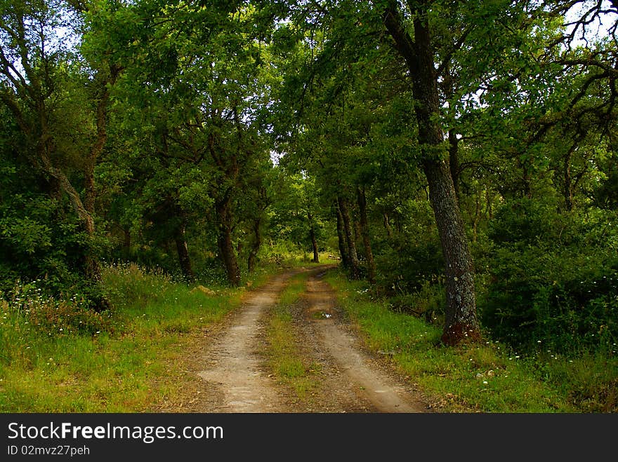 Path surrounded by a forest of northern Sardinia. Path surrounded by a forest of northern Sardinia